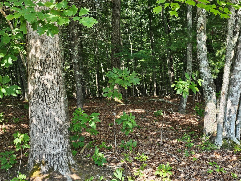 31-acres Upper Bear Paw Road Murphy, NC 28906 - Photo 22 of 26