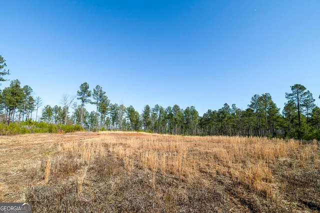 a view of a yard with plants and trees