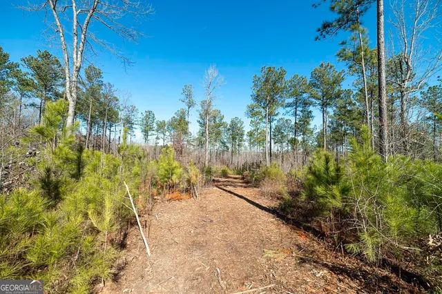 a view of a forest filled with trees
