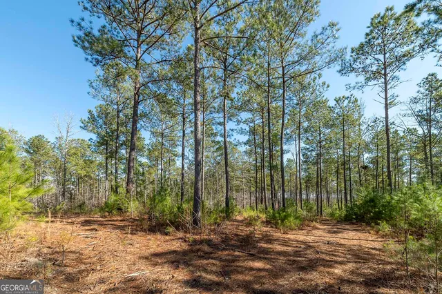 a view of a yard with trees