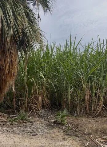 a view of a plants with large trees