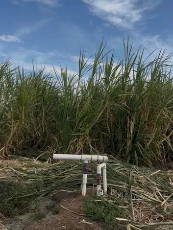 a view of a yard with plants