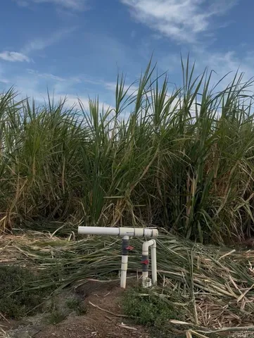 a view of a yard with plants