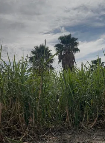 a close up of a plant in a garden