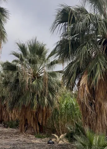 a couple of palm trees sitting in a backyard of a house