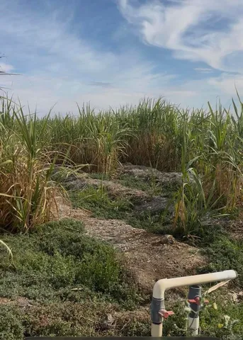 a view of a field with plants and trees in front of it
