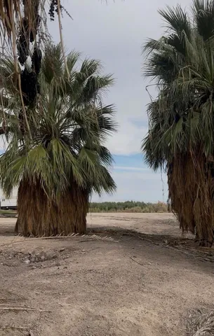 a view of outdoor space with palm trees