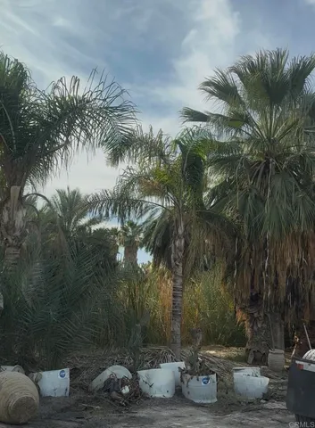 a view of a yard with plants