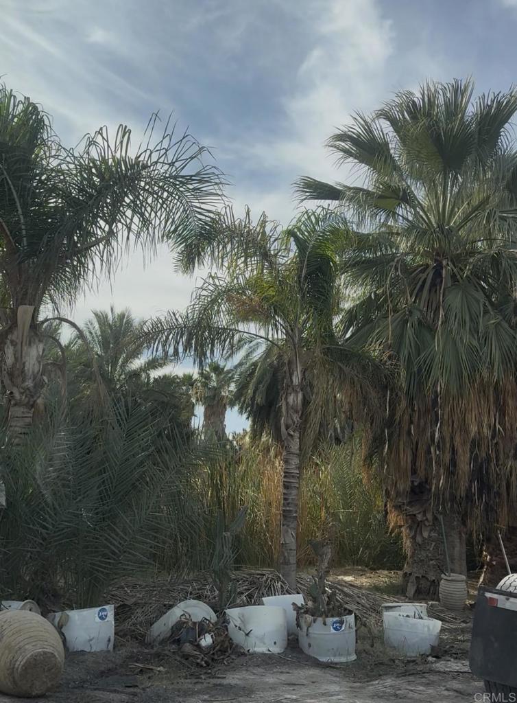 2310 Highway 86 Brawley, CA 92227 - Photo 3 of 30 a view of a yard with plants