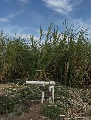 a view of a yard with plants