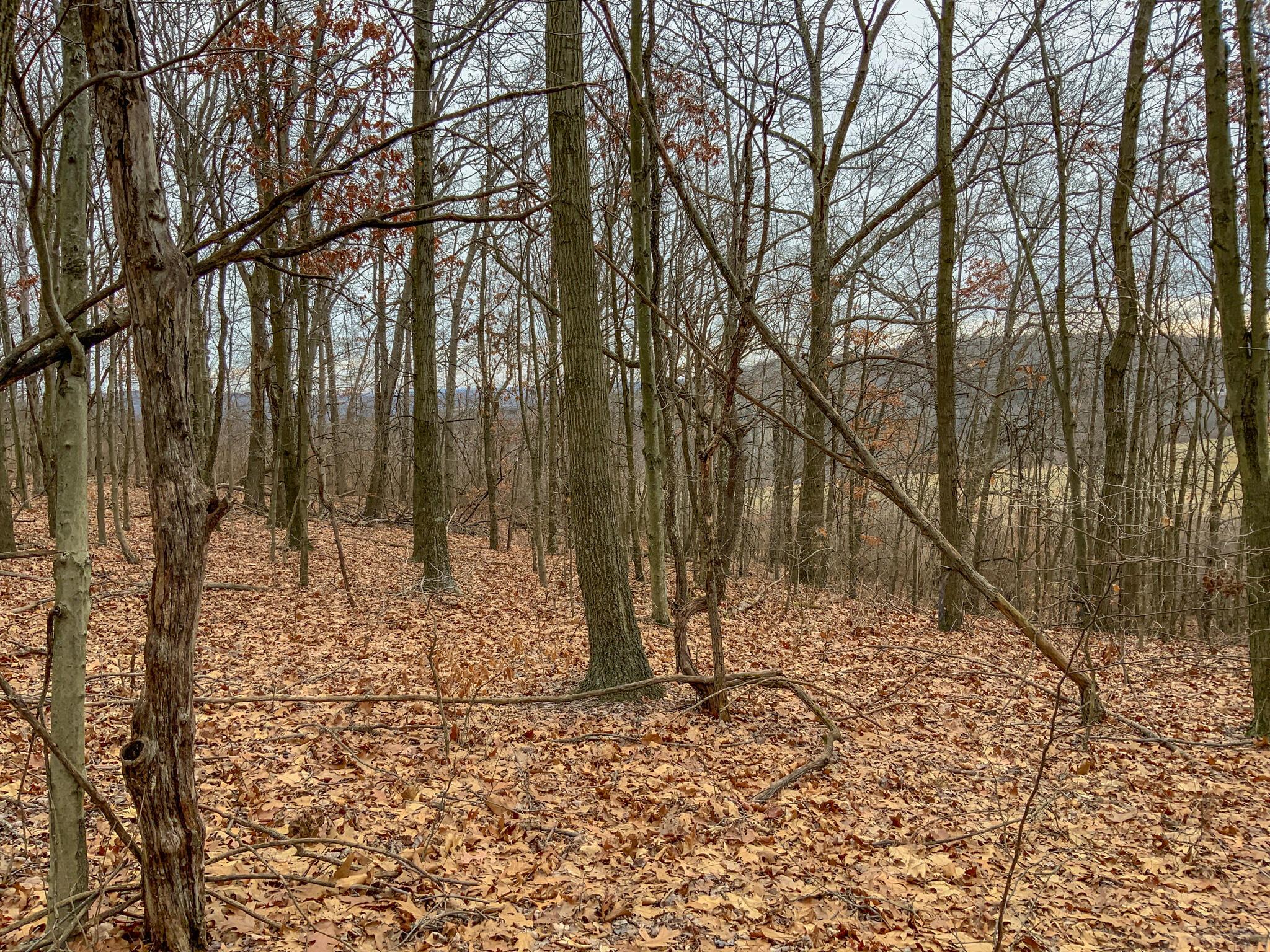 0 Cream Ridge Road Lisbon, OH 44432 - Photo 20 of 49 IMG_4804