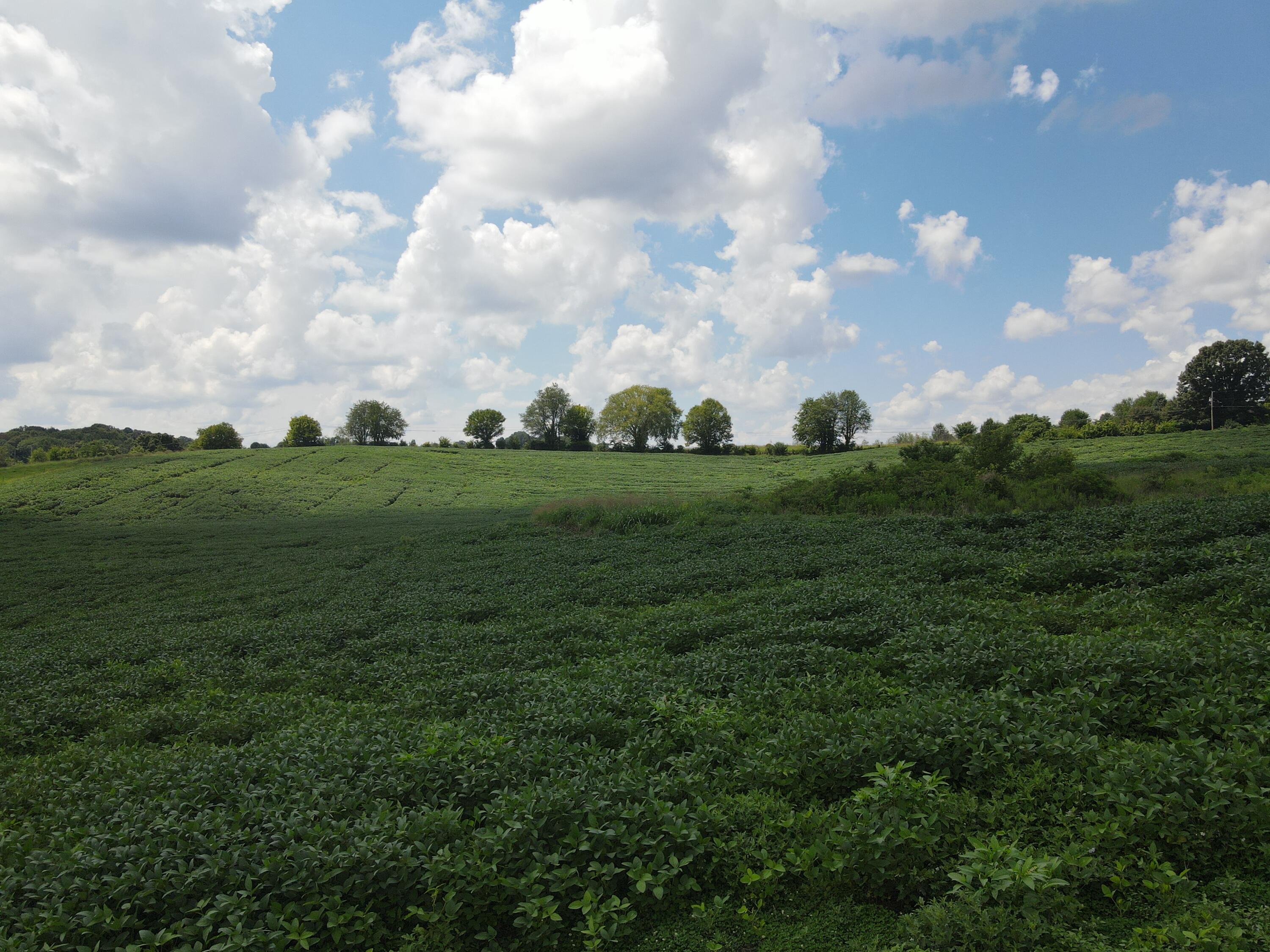 Tbd Browns Bridge Road, Unit 13 Greeneville, TN 37745 - Photo 3 of 5 DJI_0480