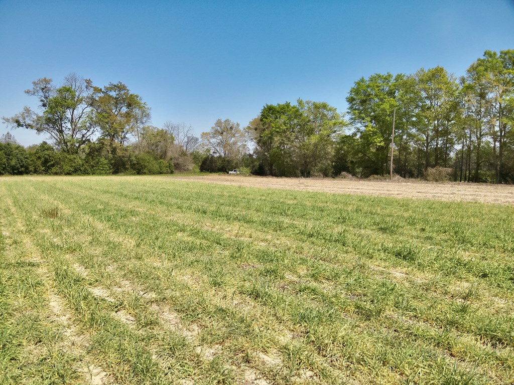 4-acres Dillard Road Pansey, AL 36370 - Photo 7 of 8