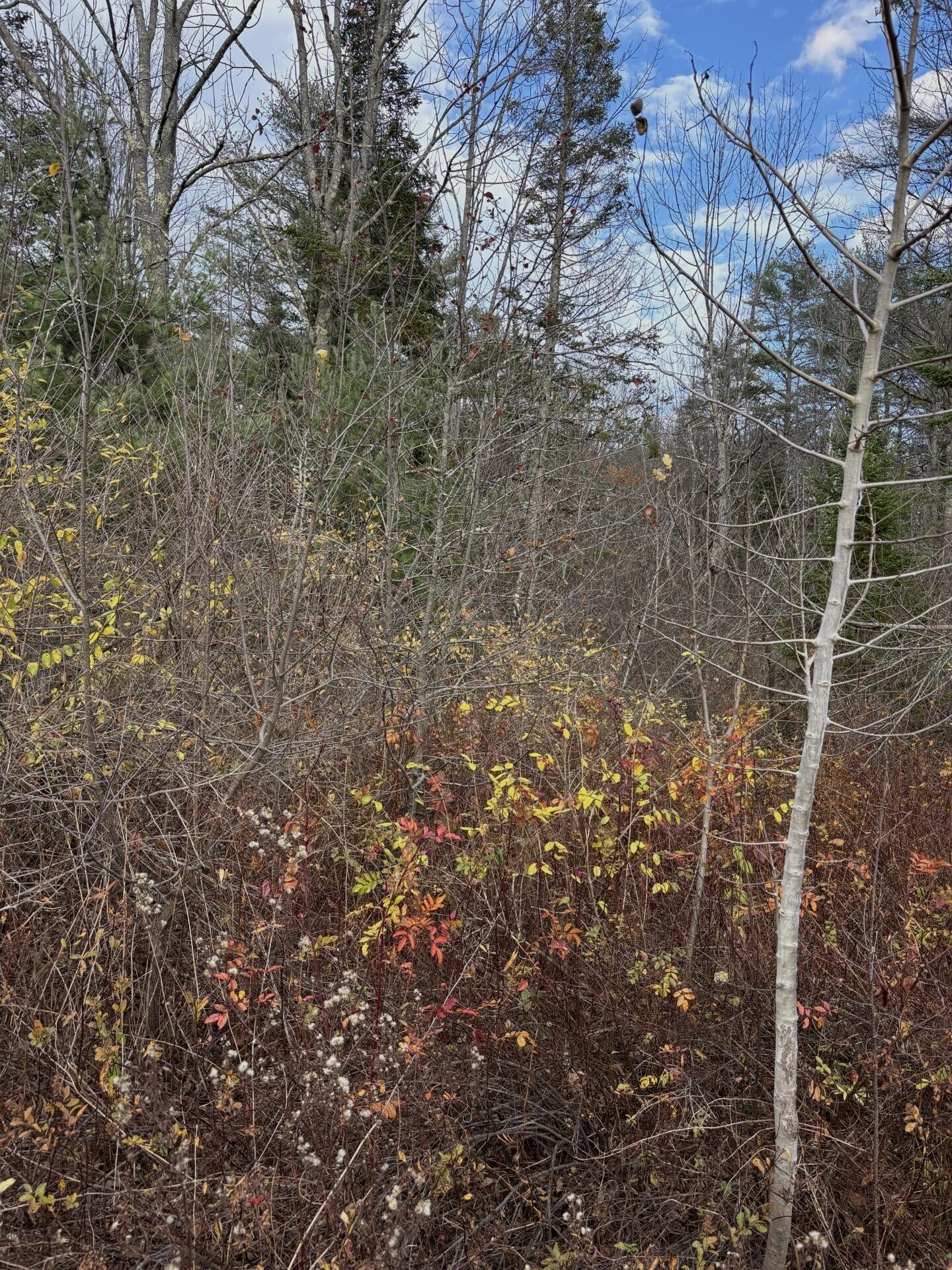 Tbd Log Cabin Road Kennebunkport, ME 04046 - Photo 5 of 9 PInes