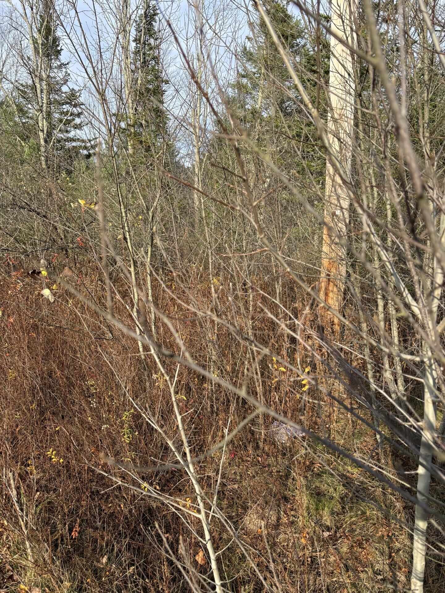 Tbd Log Cabin Road Kennebunkport, ME 04046 - Photo 7 of 9 Road to lot