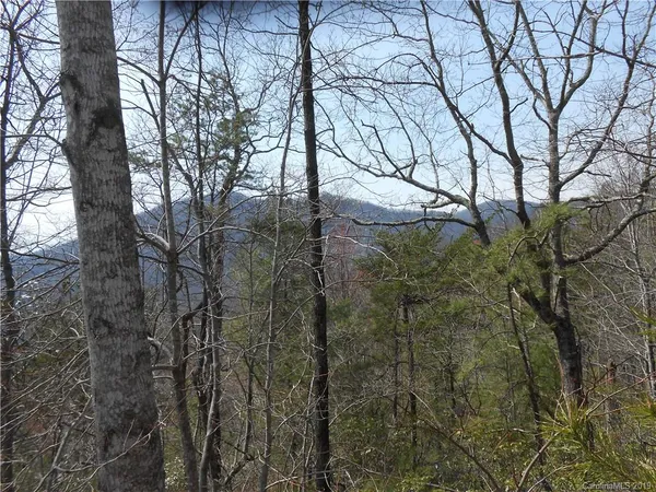 a view of a forest