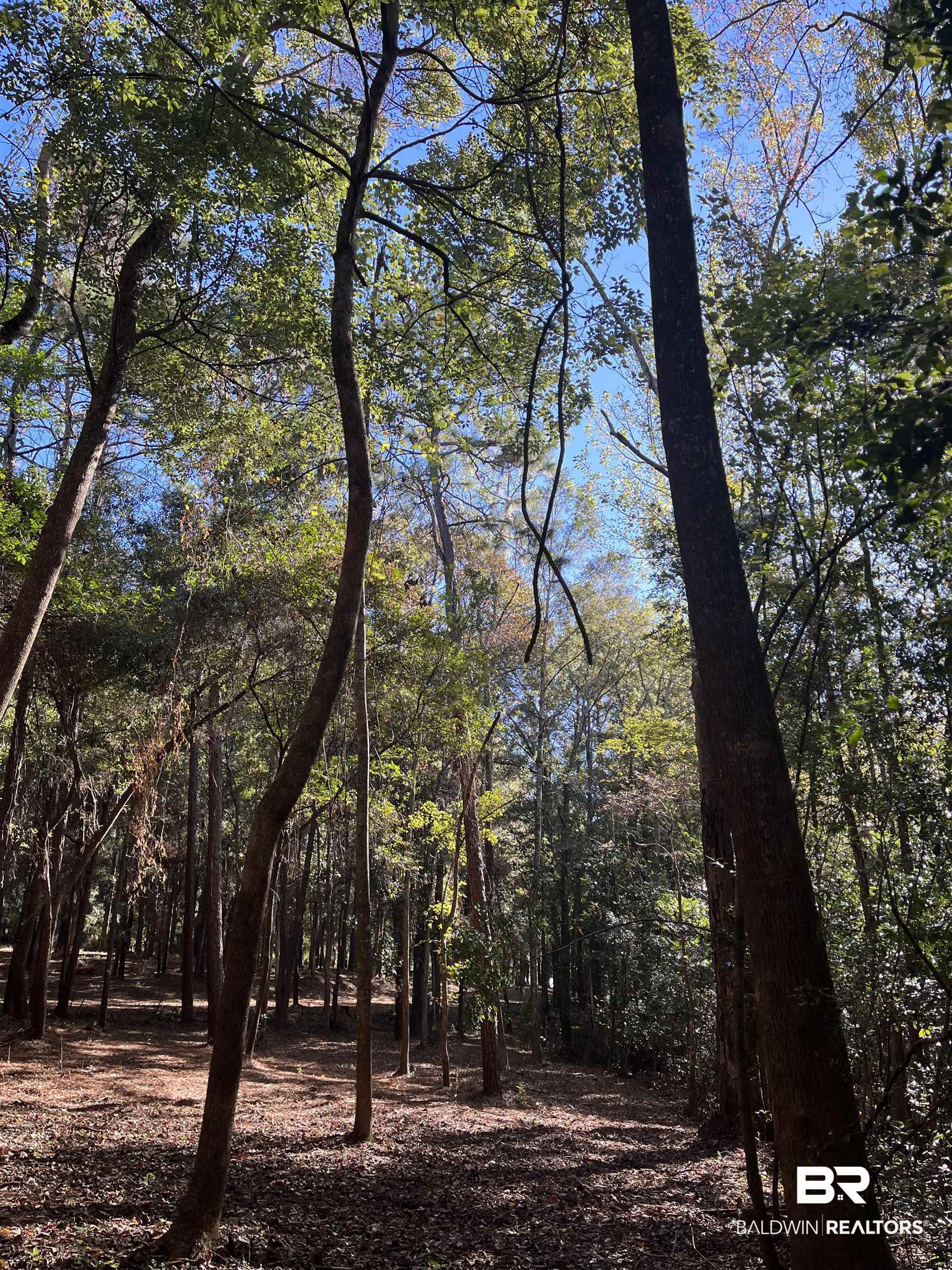 0 Forest Dell Road Mobile, AL 36618 - Photo 7 of 8