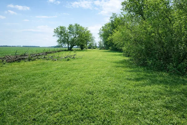 a grassy field with a tree in the background