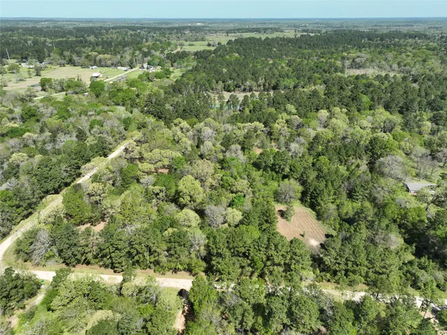 a view of a forest with a street
