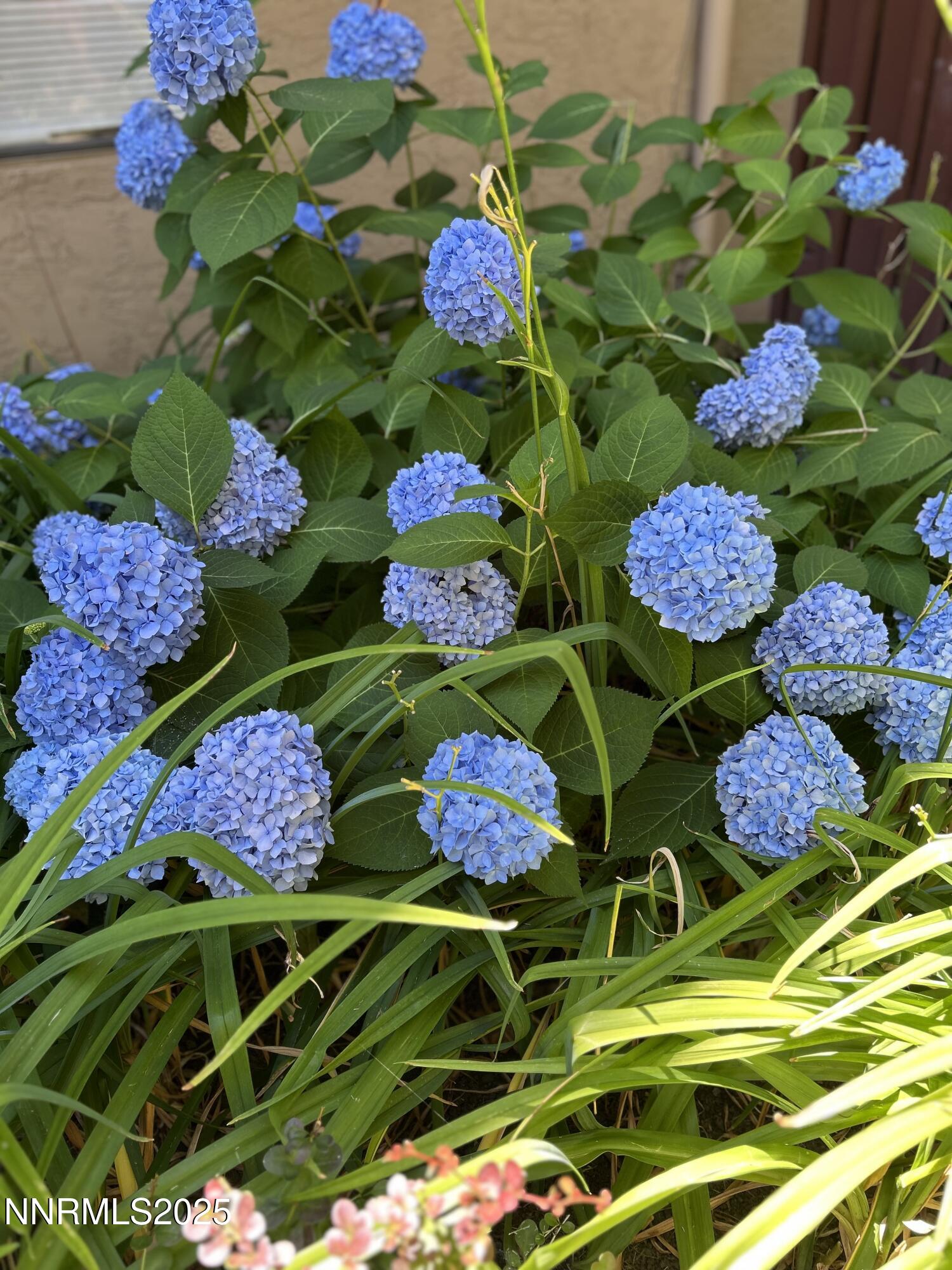 1000 Beck Drive, Unit 361 Reno, NV 89509 - Photo 28 of 32 a bunch of flowers and fruits