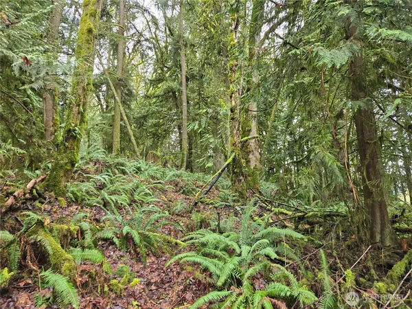 a view of a forest with a tree
