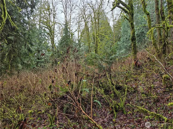 a view of a yard with a plants and large trees