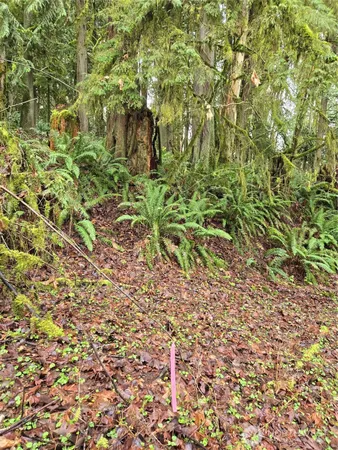 a view of a lush green forest