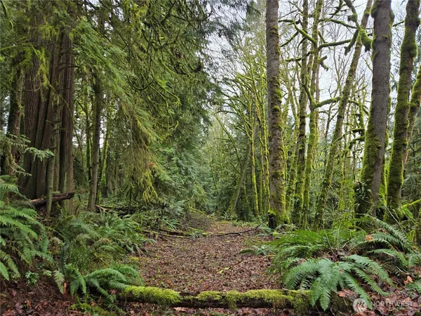 a view of a forest with trees in the background