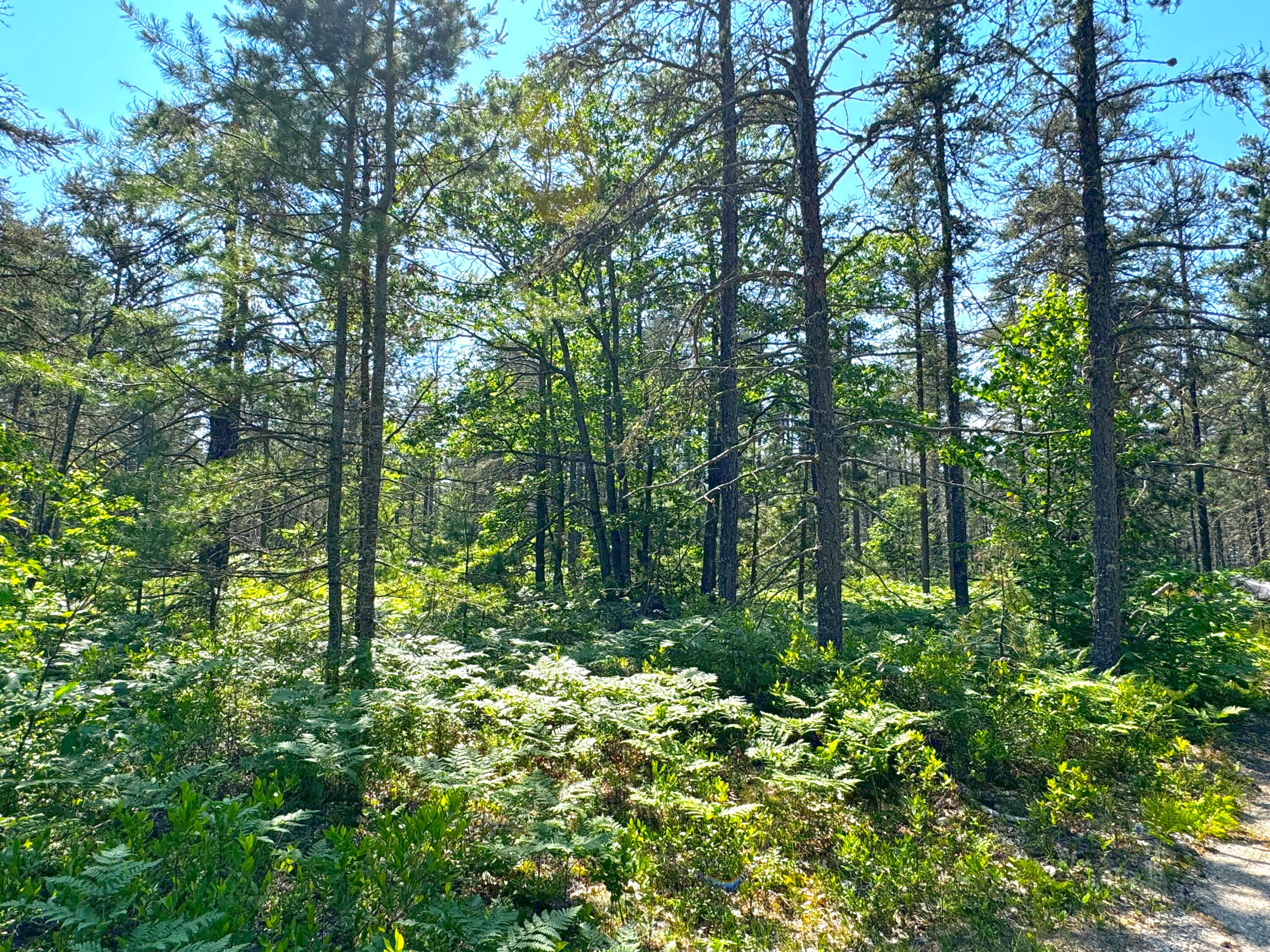 13907 North Whitefish Point Road Paradise, MI 49768 - Photo 4 of 15 Gallery Image 4