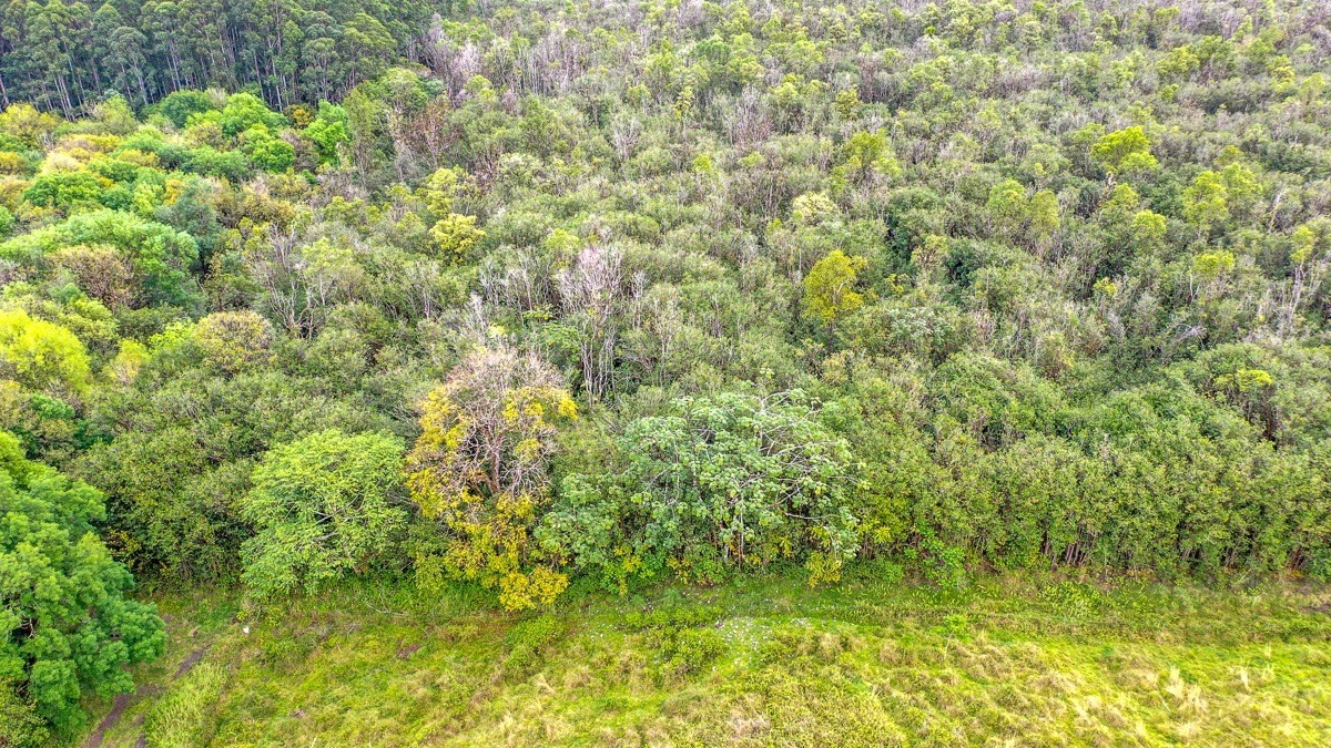 17-4643 N Road Keaau, HI 96749 - Photo 11 of 27 Gallery Image 11