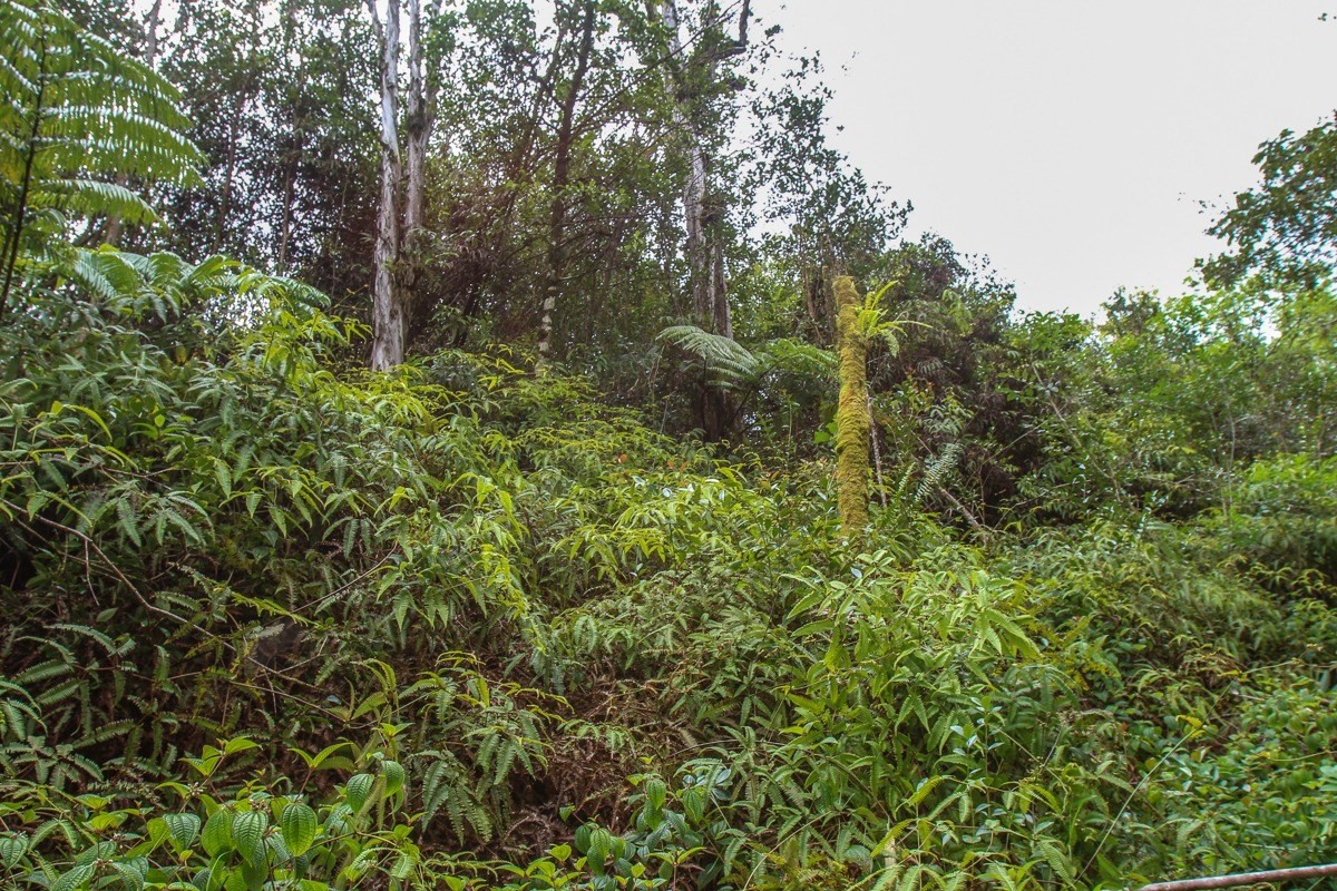 17-4643 N Road Keaau, HI 96749 - Photo 27 of 27 Gallery Image 27