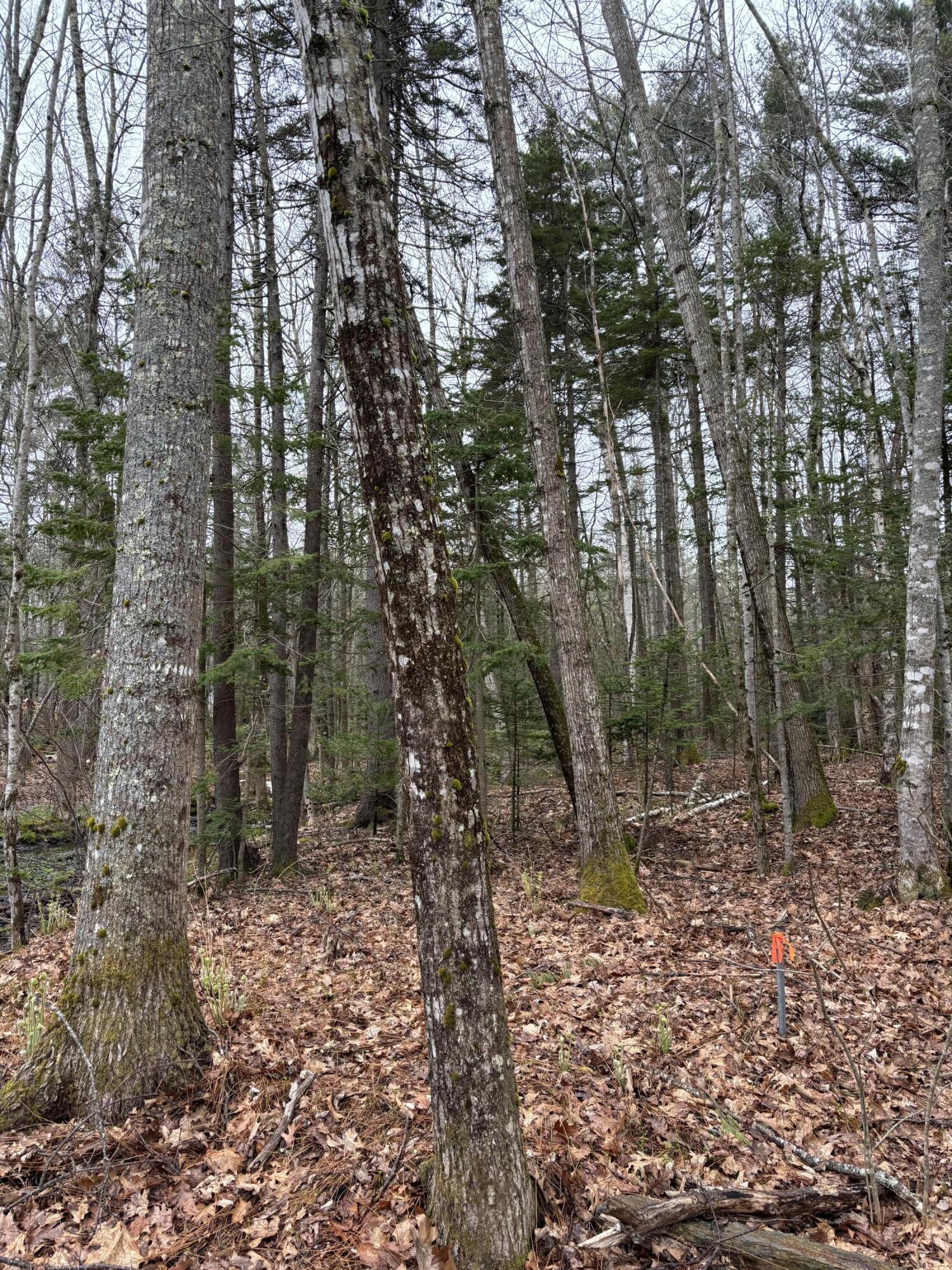 Lot 19 Roxmont Road Rockport, ME 04856 - Photo 11 of 27 IMG_0954