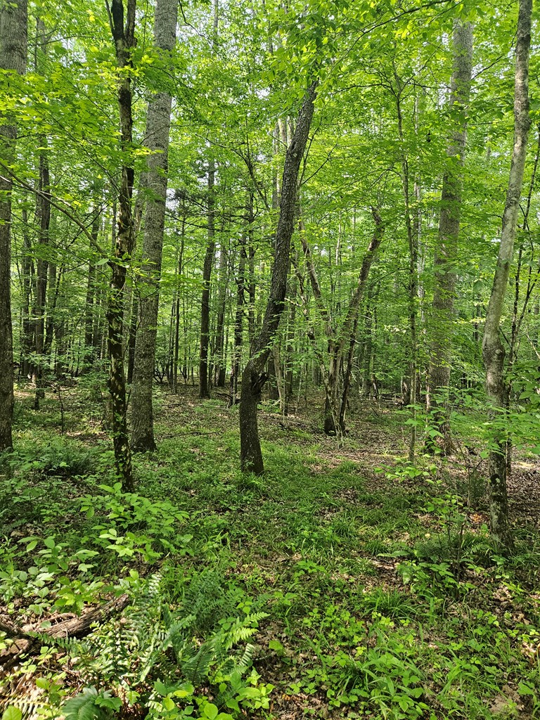 Tbd Crawfish Road Rural Retreat, VA 24368 - Photo 6 of 12 Gallery Image 6