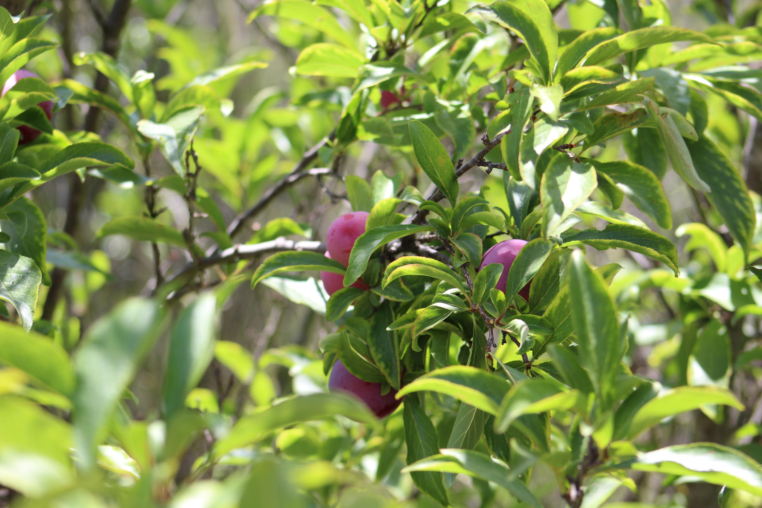 151 Sierra Vista Road Santa Barbara, CA 93108 - Photo 13 of 16 a backyard of a tree