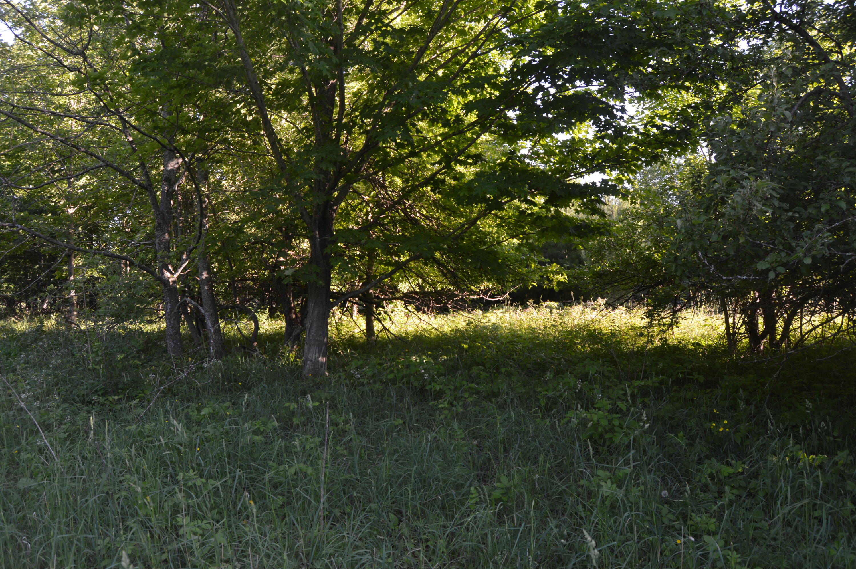 Xxx Munger Road Carp Lake, MI 49718 - Photo 9 of 15 Gallery Image 9