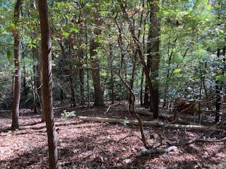 0 East Goldmine Road Ellijay, GA 30536 - Photo 9 of 11 a view of a tree in the forest
