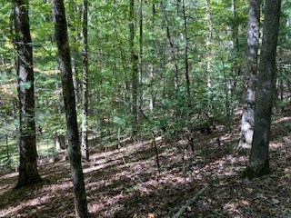 0 East Goldmine Road Ellijay, GA 30536 - Photo 10 of 11 a view of forest