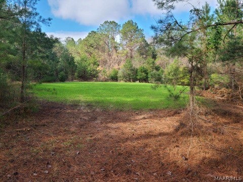 0 Hesters Store Road Red Level, AL 36474 - Photo 5 of 12 Gallery Image 5