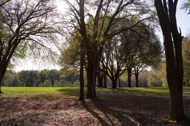 2199 Curtis Madden Road Baker, FL 32531 - Photo 14 of 63 a view of a yard with trees