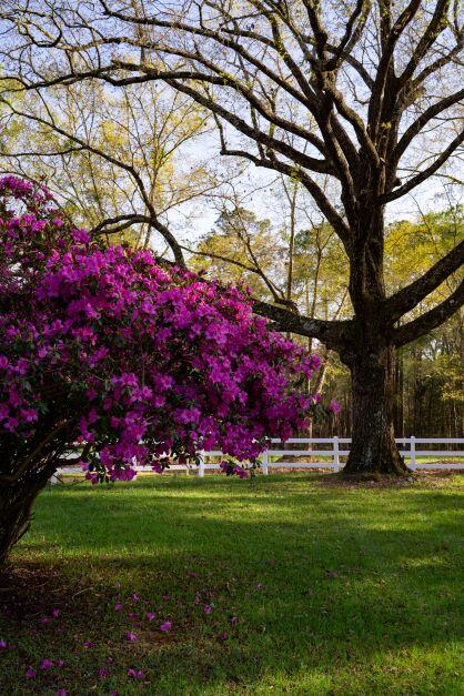 2199 Curtis Madden Road Baker, FL 32531 - Photo 36 of 63 a view of yard with flower and trees