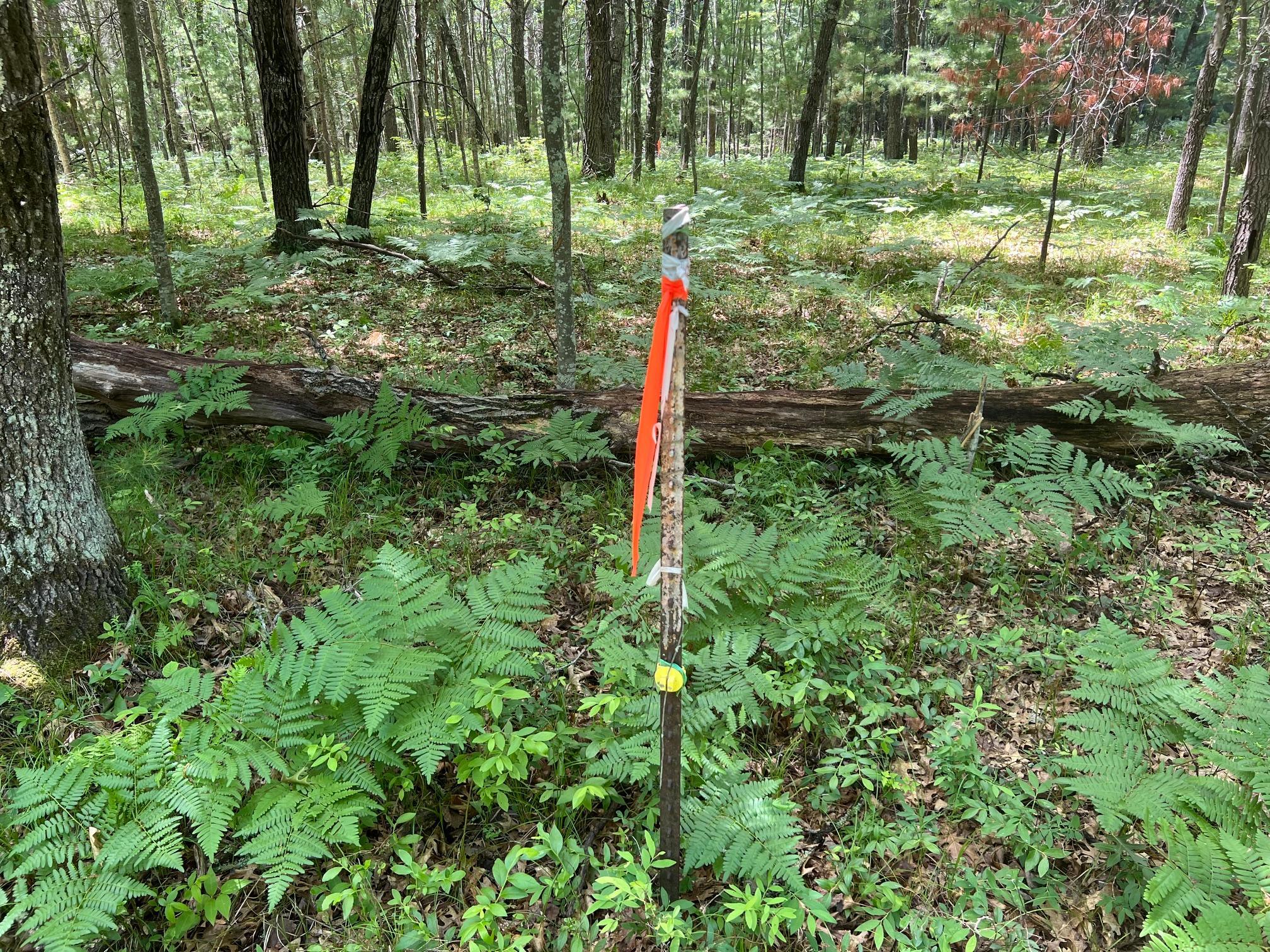 Lot 14 Loon Lake Road Danbury, WI 54830 - Photo 5 of 16