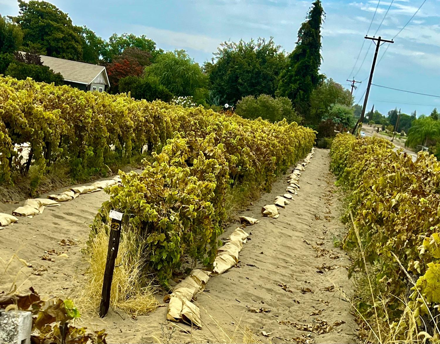 a view of a pathway both side of yard