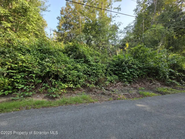 a view of a forest with a street