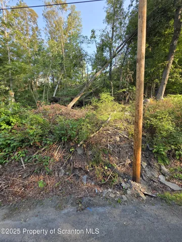 a view of a yard with plants