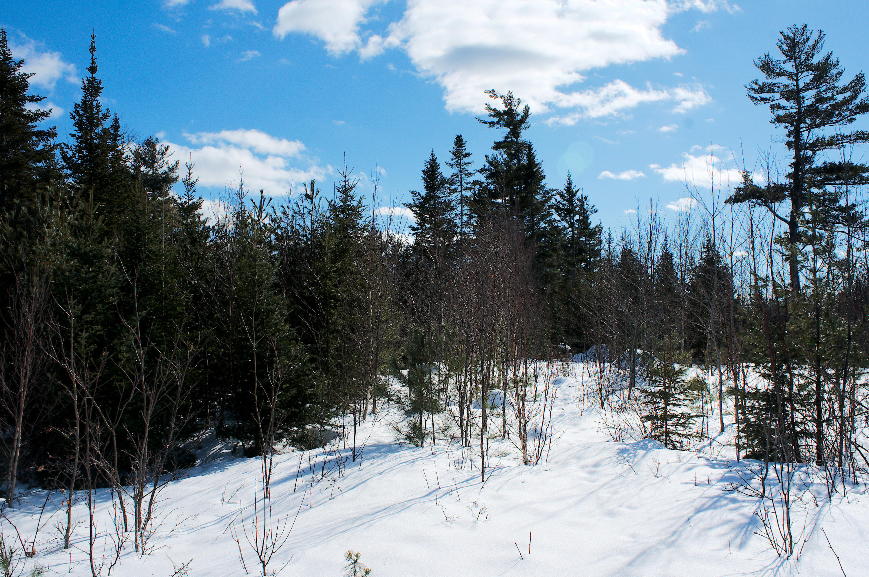 487 Airline Road Ellsworth, ME 04605 - Photo 57 of 61 Trees