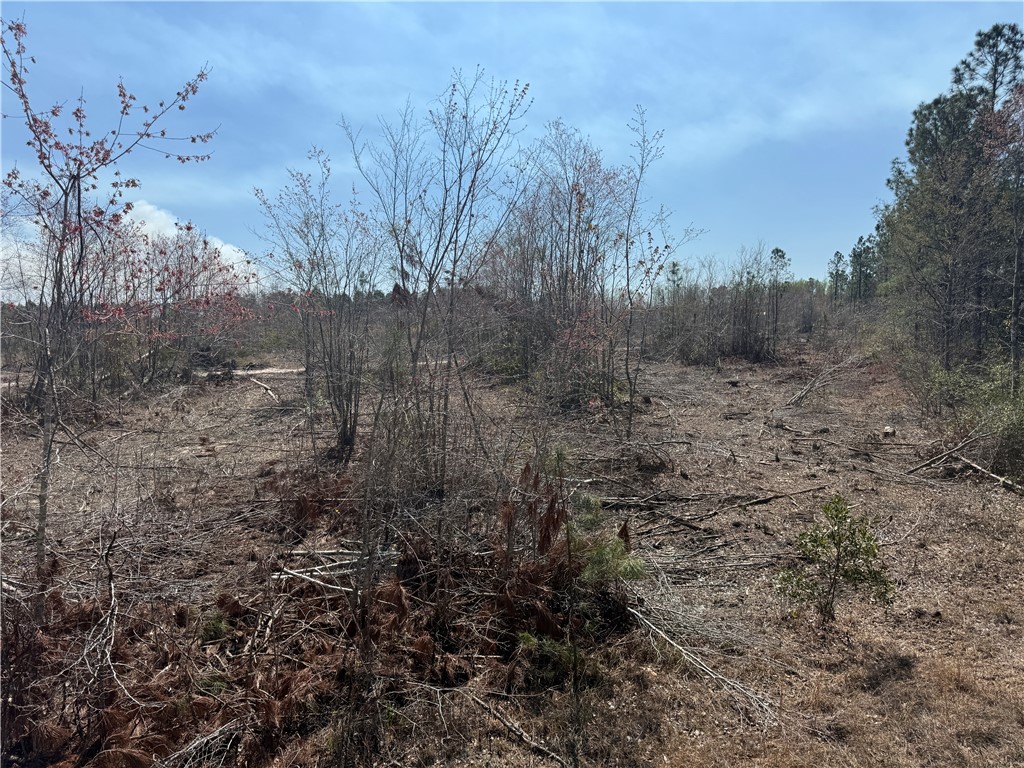 -35.01 Acres) Bacon School Road Alma, GA 31510 - Photo 3 of 19