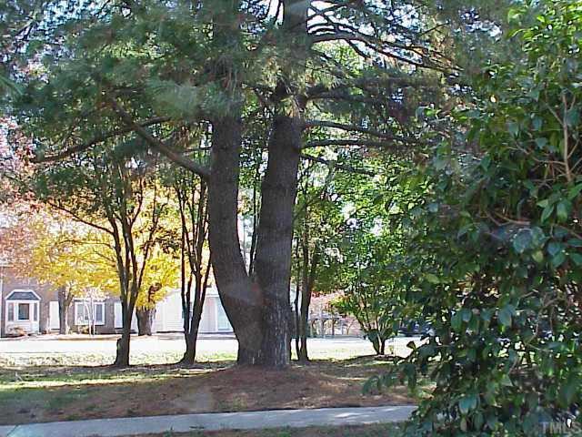 412 Jones Franklin Road Raleigh, NC 27606 - Photo 7 of 9 a tree in the middle of a yard