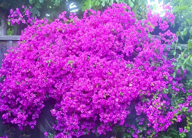 $798,000 | 2726 Madeline Street, Oakland, CA 94602