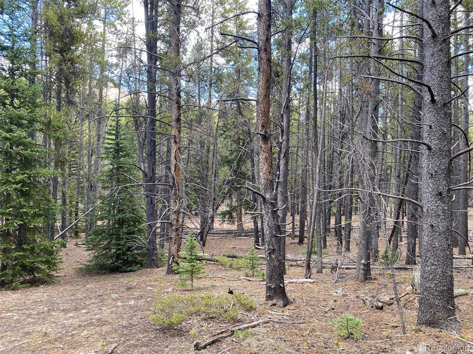 50 County Road Como, CO 80432 - Photo 22 of 25 a view of a tree in the middle of a yard
