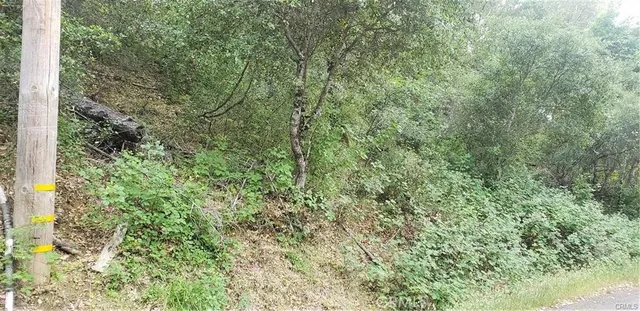 a view of a forest with a tree